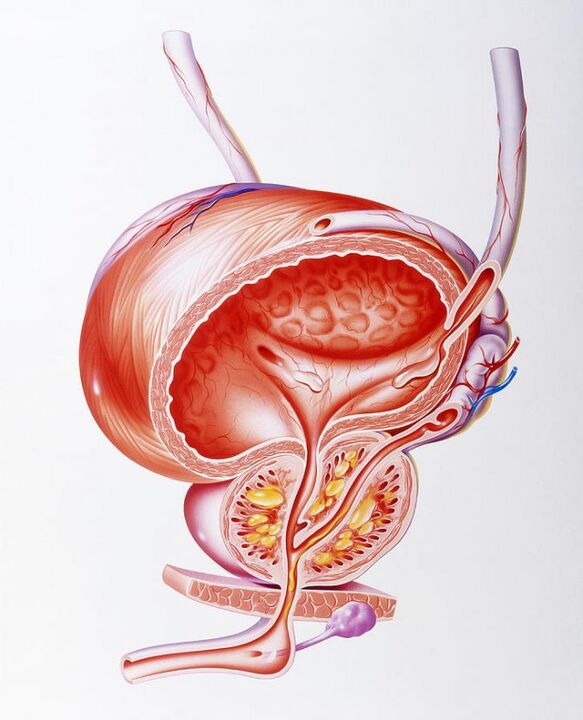 Wpływ kapsułek Prostaline na prostatę